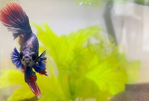 Betta fish staring at camera from its tank.