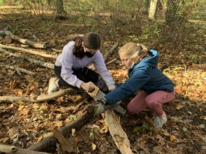 Two students in the woods at Wheeler Farm. One is holding a large branch while the other cuts it with a saw.